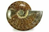 Polished, Agatized Ammonite (Cleoniceras) - Madagascar #328394-1